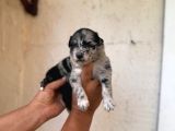 Dünyanın en Zeki ırkı merle border collie yavrularımız
