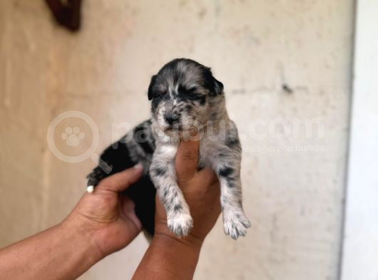 Dünyanın En Zeki Irkı Merle Border Collie Yavrularımız