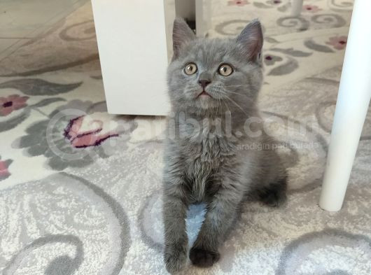 Bu Yakişikli Yeni̇ Yuvasini Ariyor