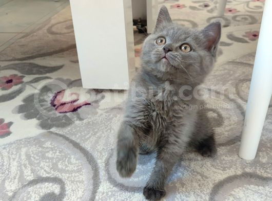 Bu Yakişikli Yeni̇ Yuvasini Ariyor görsel