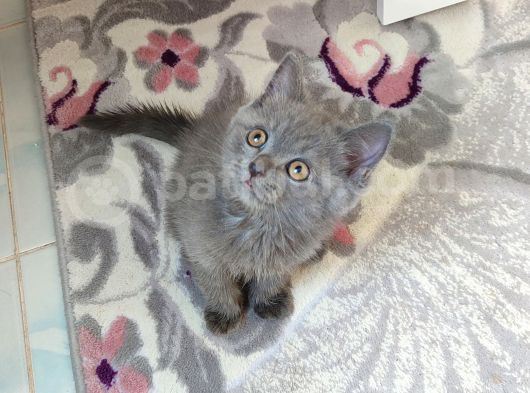 Bu Yakişikli Yeni̇ Yuvasini Ariyor görsel