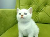 Redpoint British Shorthair Erkek