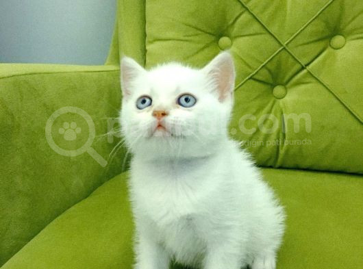 Redpoint British Shorthair Erkek görsel