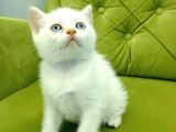 Redpoint British Shorthair Erkek