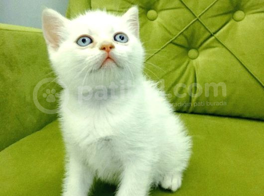 Redpoint British Shorthair Erkek görsel