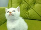 Redpoint British Shorthair Erkek