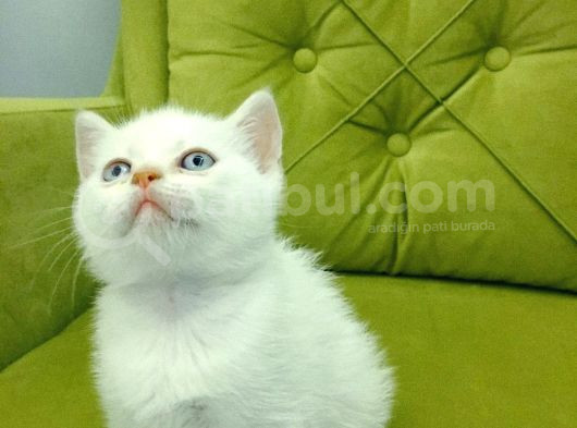 Redpoint British Shorthair Erkek görsel