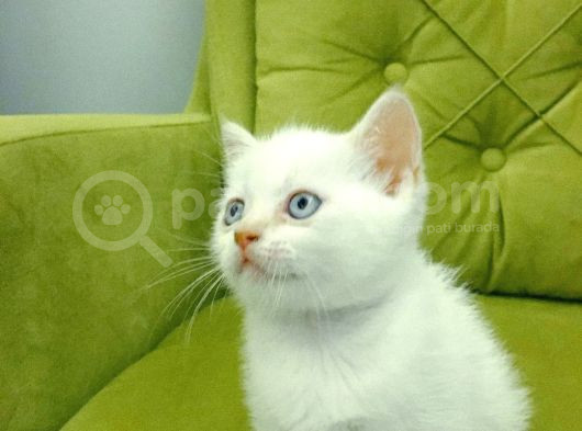 Redpoint British Shorthair Erkek