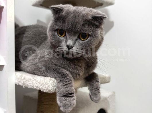 Gri Uysal Bal Küpü görsel
