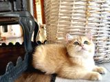 Saf kan şecereli golden british shorthair NV12 wcf kayıtlı