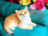 Show Kalite Golden Bebekler
