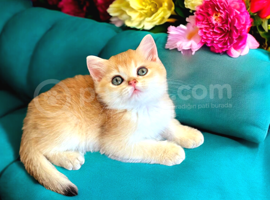 Show Kalite Golden Bebekler görsel