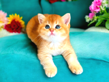 Show Kalite Golden Bebekler