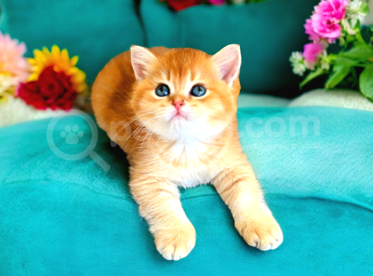 Show Kalite Golden Bebekler görsel