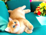Show Kalite Golden Bebekler