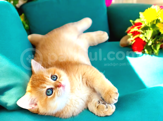 Show Kalite Golden Bebekler