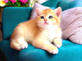 Show Kalite Golden Bebekler