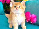 Show Kalite Golden Bebekler