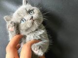 Ayı Kafa Tosun British Shorthair Bebekler