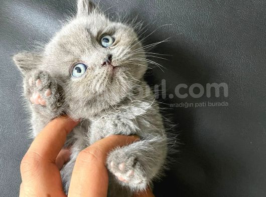 Ayı Kafa Tosun British Shorthair Bebekler görsel