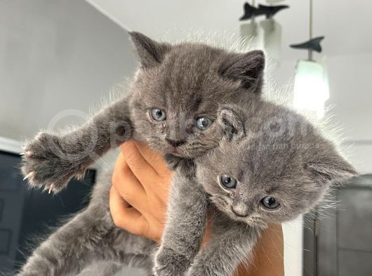 Ayı Kafa Tosun British Shorthair Bebekler görsel