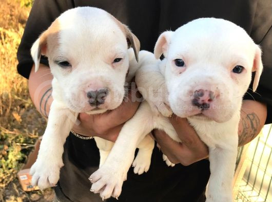 American Bully görsel