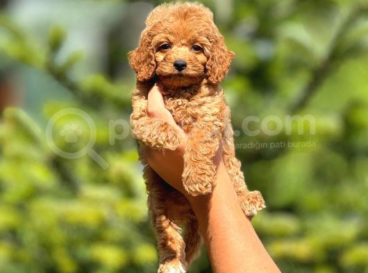 Mükemmel Red Redbrown Toy Poodle Yavrularım görsel