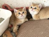 Şhow Kalite Golden Bebekler