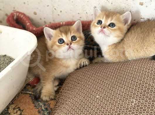 Şhow Kalite Golden Bebekler görsel