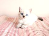 Bembeyaz lekesiz british shorthair yavrularım