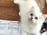 Masmavi Gözleriyle British Shorthair