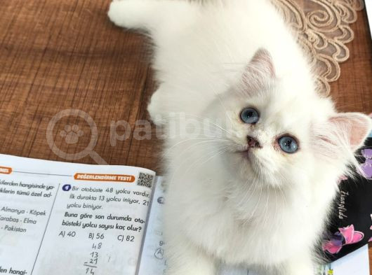 Masmavi Gözleriyle British Shorthair görsel