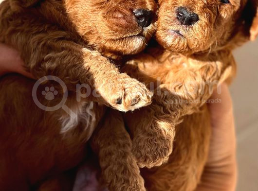 Red Toy Poodle Yavrular görsel