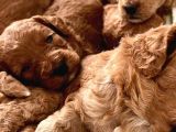 Red Toy Poodle Yavrular