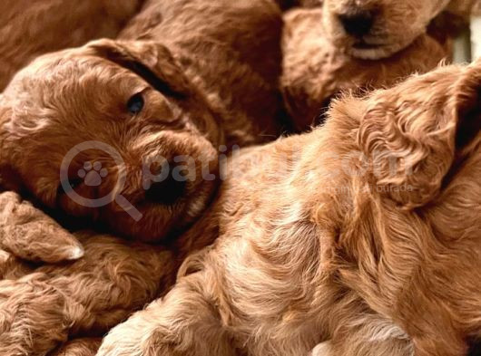Red Toy Poodle Yavrular görsel