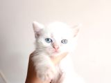Masmavi gözleriyle british shorthair