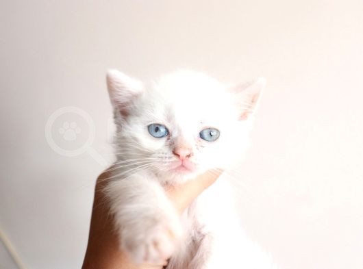 Masmavi Gözleriyle British Shorthair