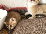 Şhow Kalite Golden Bebekler
