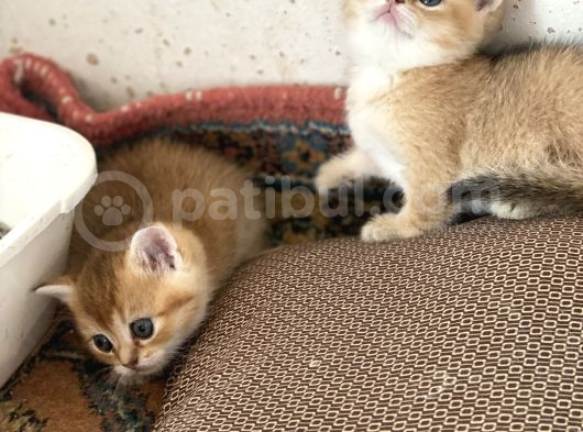 Şhow Kalite Golden Bebekler görsel