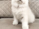 Masmavi Gözleriyle British Shorthair