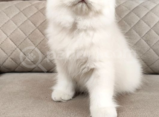 Masmavi Gözleriyle British Shorthair görsel