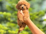 Mükemmel red redbrown toy poodle yavrularım