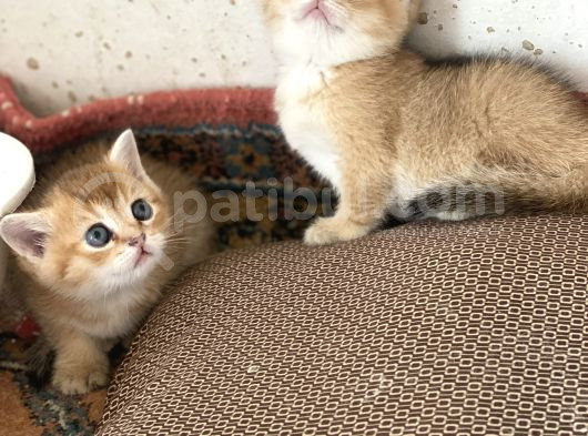 Şhow Kalite Golden Bebekler