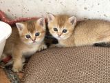 Şhow Kalite Golden Bebekler