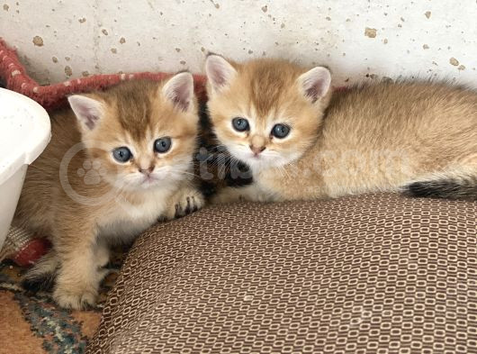 Şhow Kalite Golden Bebekler görsel