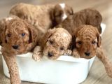 Red Toy Poodle Yavrular