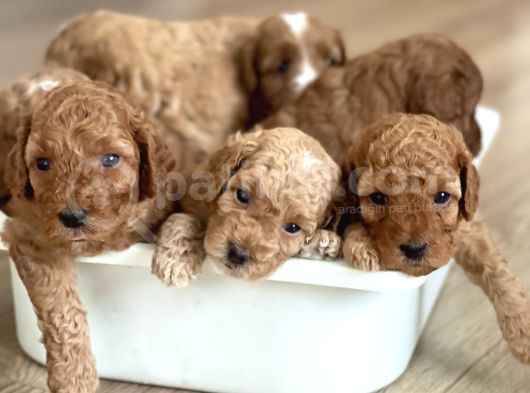 Red Toy Poodle Yavrular görsel