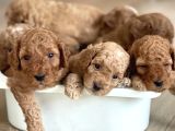 Red Toy Poodle Yavrular