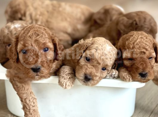 Red Toy Poodle Yavrular