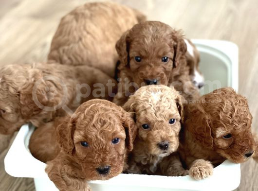 Red Toy Poodle Yavrular görsel